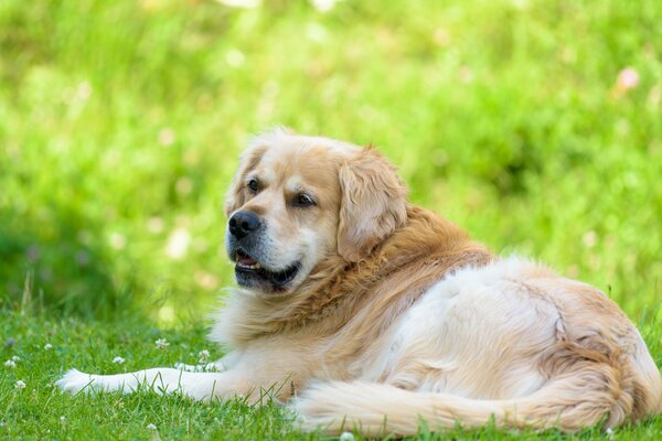 Der Golden Retriever liegt auf dem Rasen