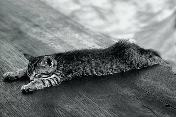 A dozing kitten is lying on a wooden table