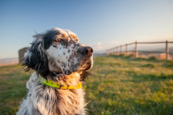 Chien tacheté avec collier vert dans la Prairie regarde au loin