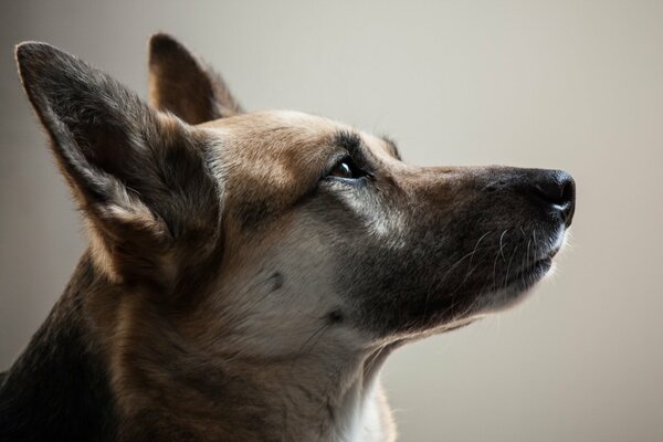 A dog s head with devoted eyes in profile