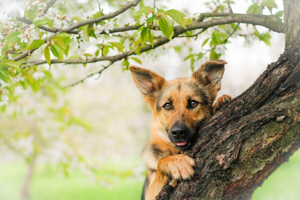 A German shepherd looks out from behind a tree