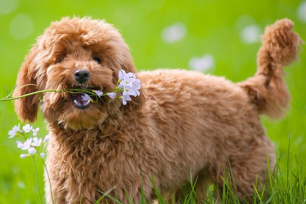 Chien aime donner des fleurs