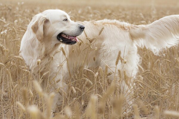 Golden Retriever wird freudig auf dem Feld gespielt