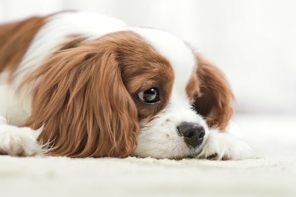 El perro se acuesta y Mira triste en la distancia