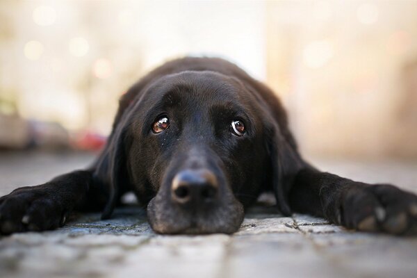 Schwarzer Hund mit traurigem Blick