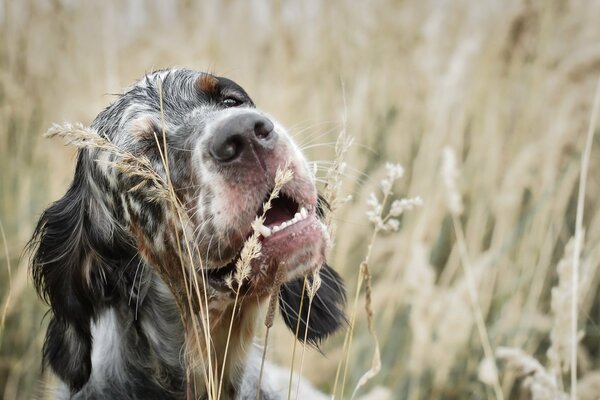 Hund will Gras essen