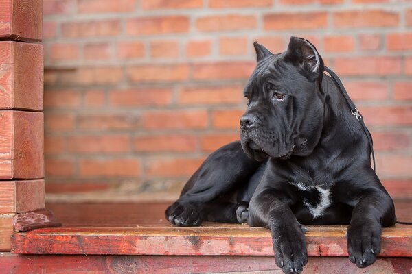 Retrato de un perro negro con pelo liso