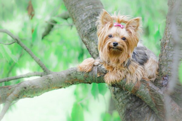 Niedlicher Yorkshire Terrier mit einem Bogen am Baum