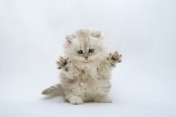 A white kitten stands with its paws outstretched