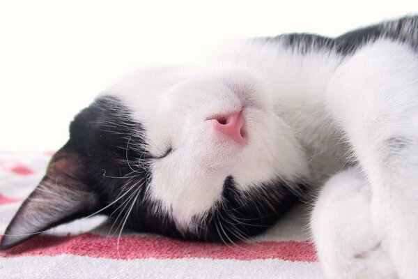 The black and white cat is sleeping sweetly