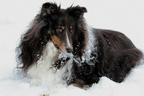 Sesión de fotos de la hermosa dama en la nieve