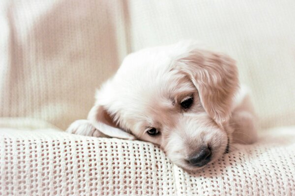 Chiot gribouillé sur un plaid blanc