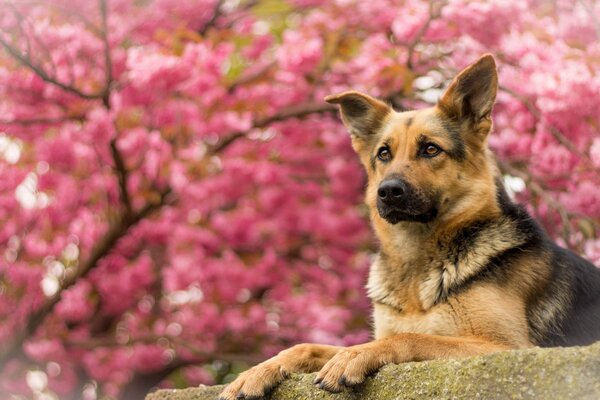 German Shepherd on the background of sakura