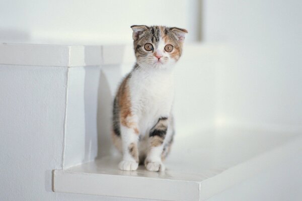 Petit chaton assis sur les escaliers