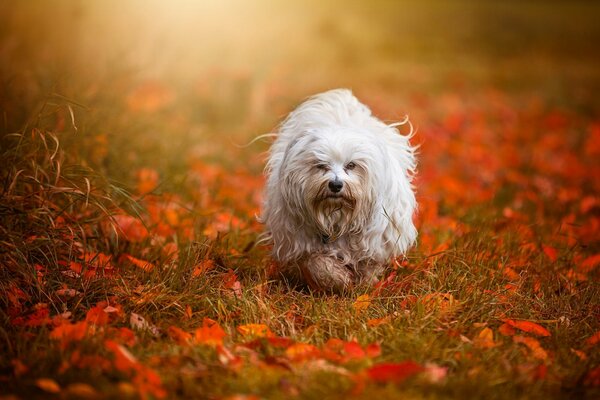 Ein weißer Hund geht auf gelbes Laub