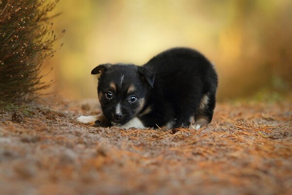 A little puppy looks at the camera