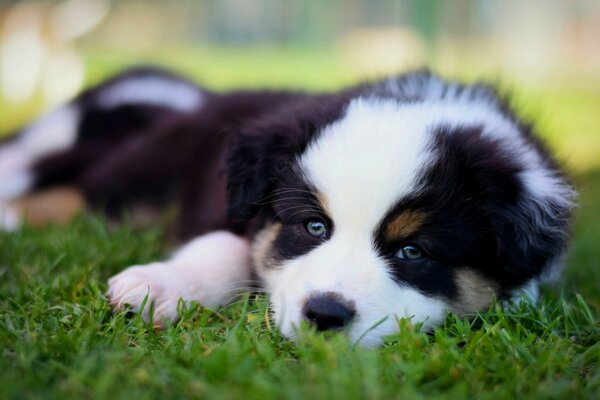 Cute Aussie Australian Shepherd puppy