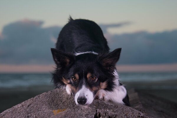 Il cane guarda scherzosamente la telecamera