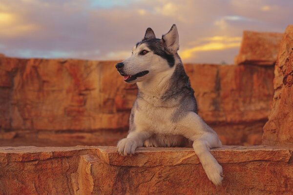 Husky dans les ruines de pierre