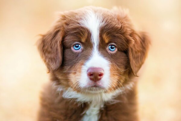 Chiot aux yeux bleus en attendant un ami