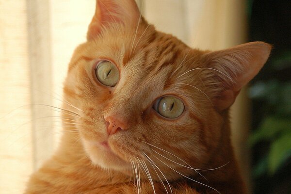 Gato pelirrojo con una buena mirada y un hocico regordete