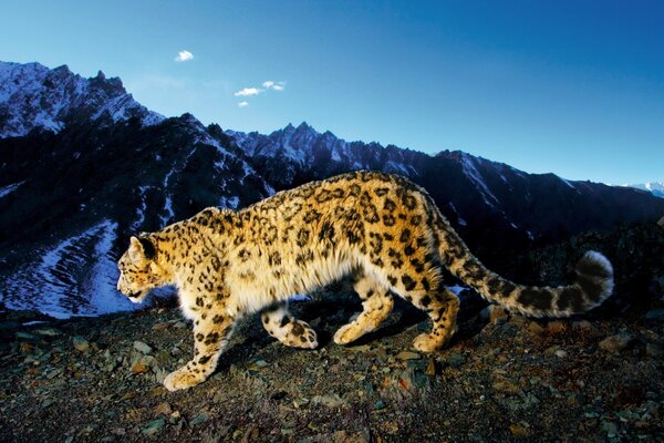 Leopardo delle nevi. Fauna selvatica