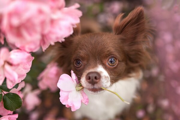 Cute dog with a flower in his teeth