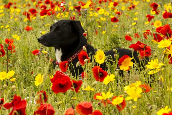 Perro en el Prado de amapola