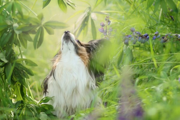 Der Hund geht an einem heißen Sommertag in der Natur spazieren