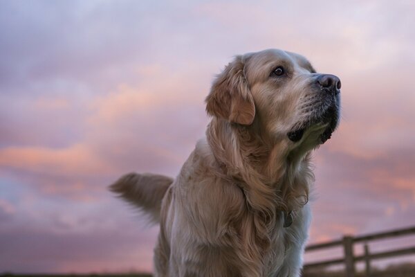 Vor dem Hintergrund des atemberaubenden Himmels blickt der Golden Retriever nach vorne