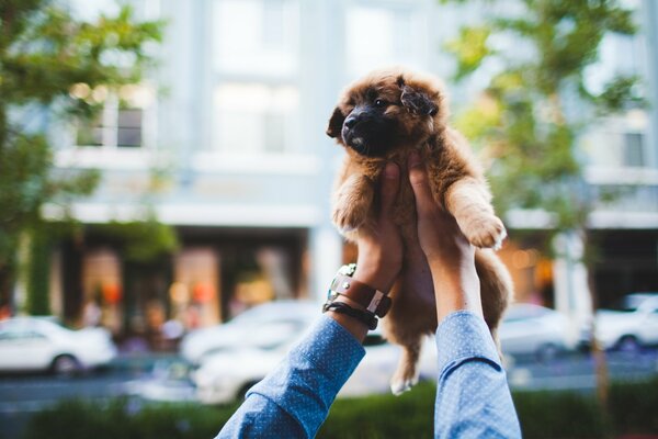 Un hombre sostiene a un cachorro en sus brazos