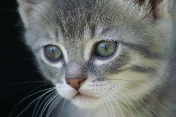 Gatito gris con una mirada decidida