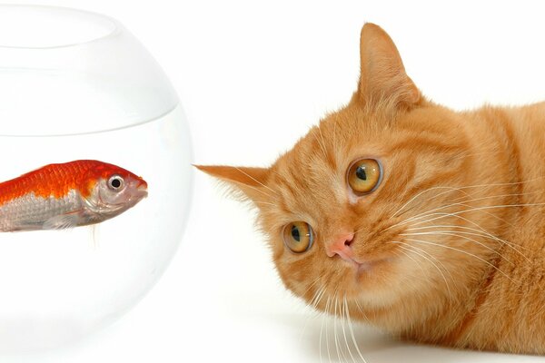 A red cat squints at a red fish