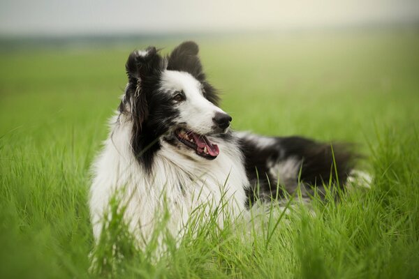 A friend of a man on the green grass