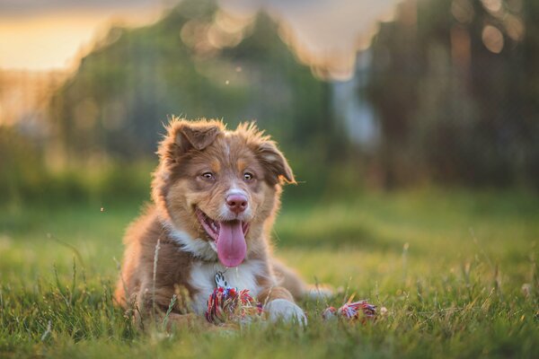 A puppy with a toy in the field