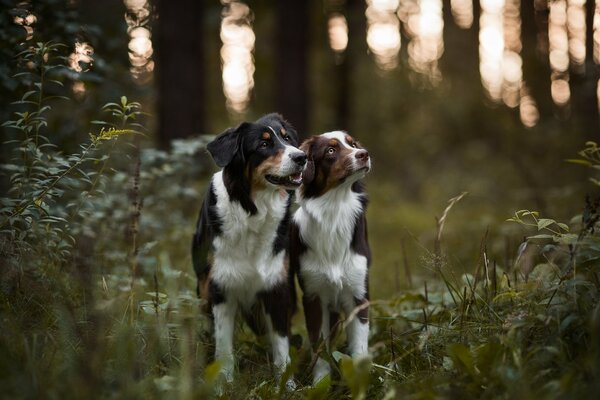 Zwei australische Schäferhunde im Wald