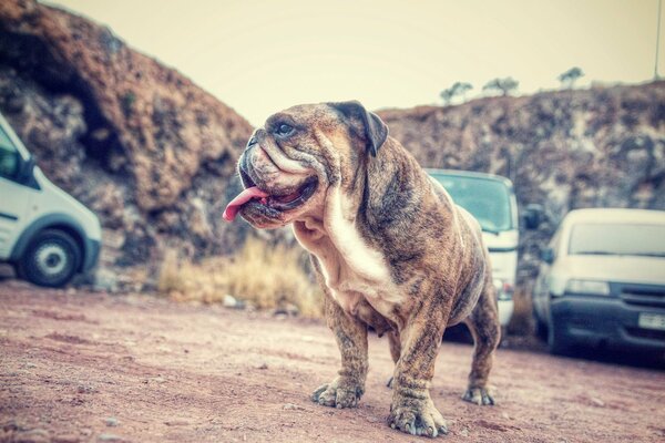 A pug walks among cars