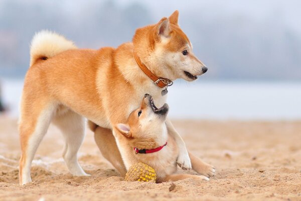 Shiba inu puppy plays with his mom