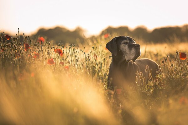 A black dog in a poppy field