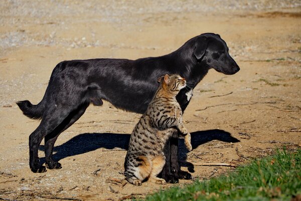 Die Katze umarmt einen schwarzen Hund an einer Pfote