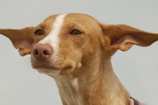 La mirada de un perro esperando