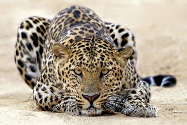 Leopard flying on the ground attacks