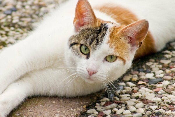 Gato tricolor yace sobre piedras