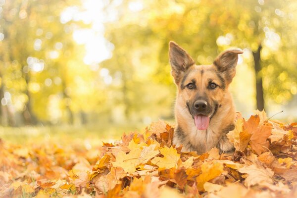 Museau d un chien enfoui dans les feuilles d automne