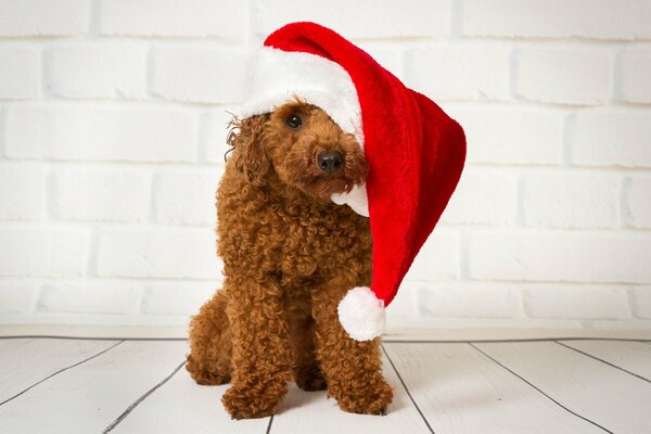 New Year greetings from a poodle in a red hat