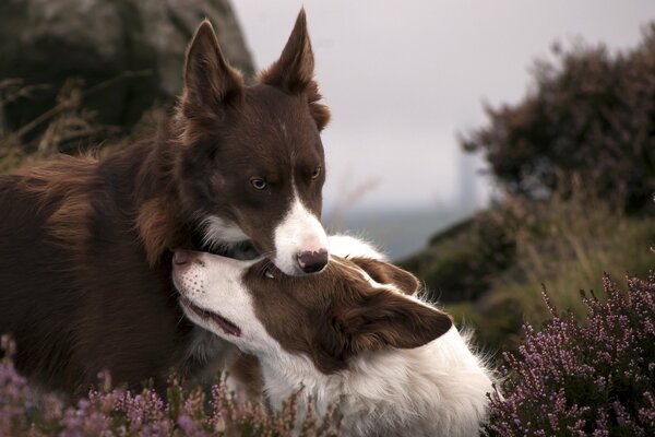 Fondos de pantalla perros naturaleza amor