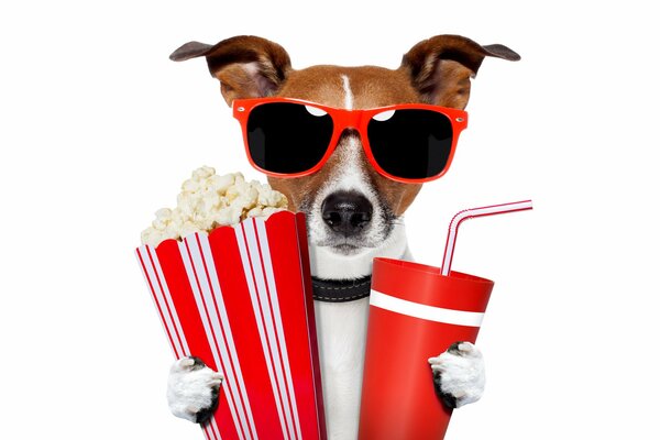 Hund Jack Russell mit roter Brille und Popcorn