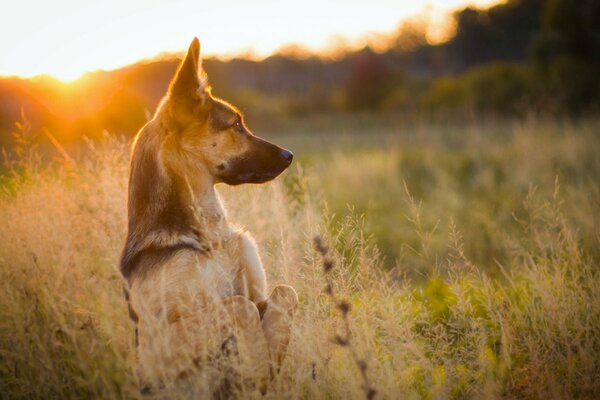 Foto eines Hundes im Feld vor Sonnenuntergang Hintergrund