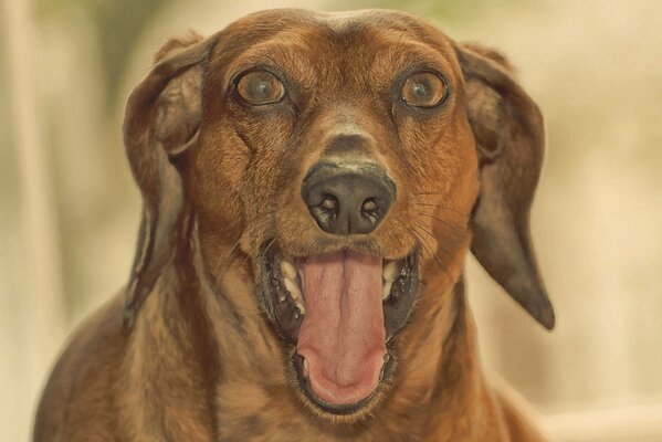 Il cane abbaia in modo divertente guardando la telecamera