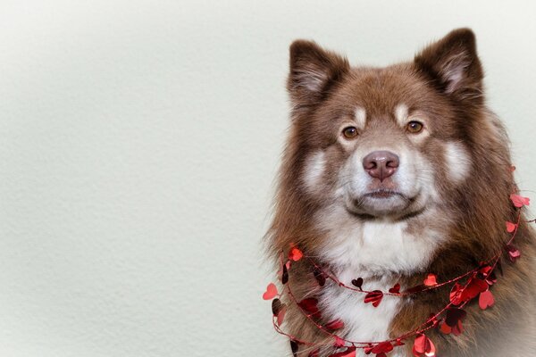 Ein eleganter Hund in einer Halskette